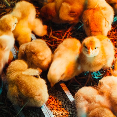 Make a Plastic Tote Brooder