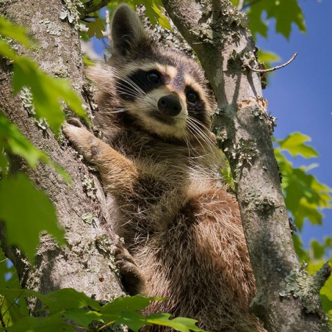 understand-animal-predators